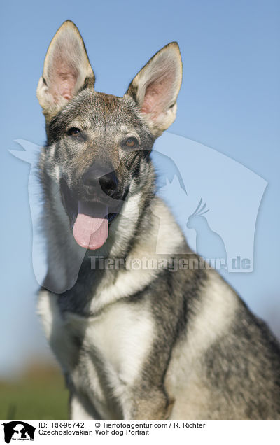 Czechoslovakian Wolf dog Portrait / RR-96742