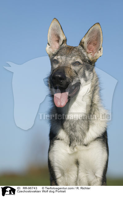 Czechoslovakian Wolf dog Portrait / RR-96743