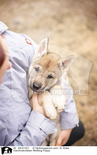 Tschechoslowakischer Wolfshund Welpe / Czechoslovakian Wolfdog Puppy / SZ-01321