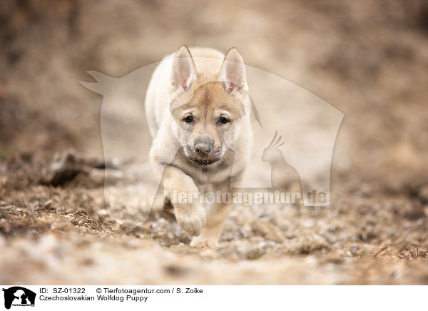Tschechoslowakischer Wolfshund Welpe / Czechoslovakian Wolfdog Puppy / SZ-01322