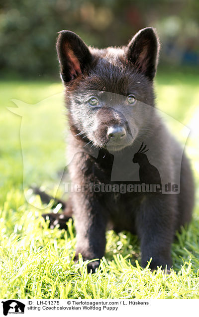 sitzender Tschechoslowakischer Wolfshund Welpe / sitting Czechoslovakian Wolfdog Puppy / LH-01375