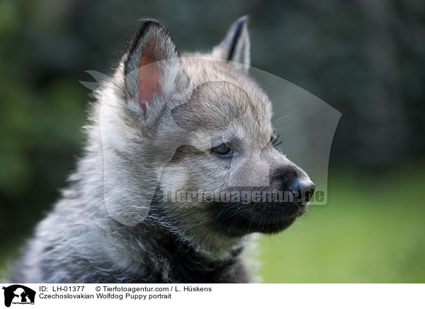 Tschechoslowakischer Wolfshund Welpe Portait / Czechoslovakian Wolfdog Puppy portrait / LH-01377