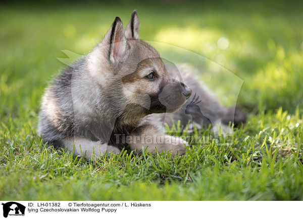 liegender Tschechoslowakischer Wolfshund Welpe / lying Czechoslovakian Wolfdog Puppy / LH-01382