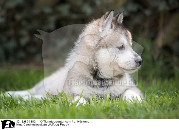 liegender Tschechoslowakischer Wolfshund Welpe / lying Czechoslovakian Wolfdog Puppy / LH-01383