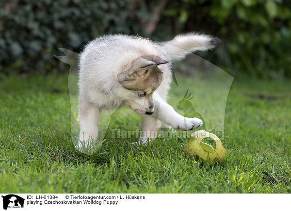 playing Czechoslovakian Wolfdog Puppy / LH-01384