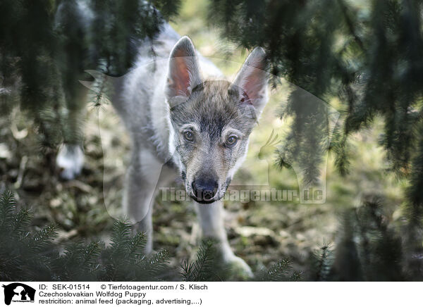 Tschechoslowakischer Wolfshund Welpe / Czechoslovakian Wolfdog Puppy / SEK-01514