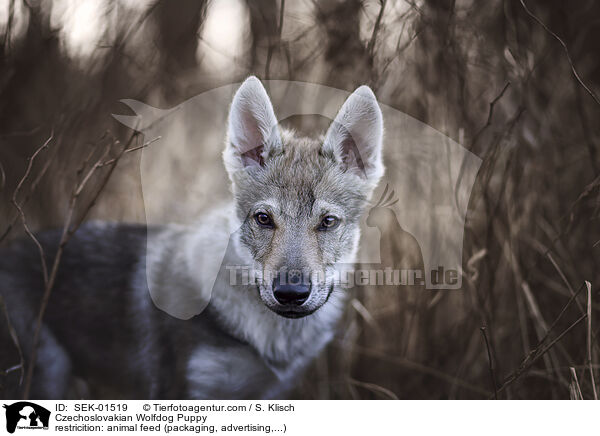Tschechoslowakischer Wolfshund Welpe / Czechoslovakian Wolfdog Puppy / SEK-01519