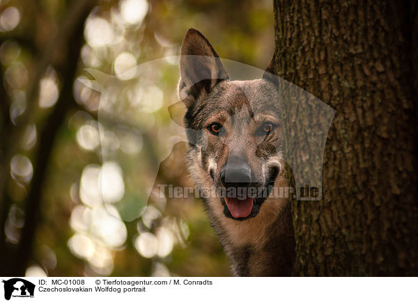 Tschechoslowakischer Wolfshund Portrait / Czechoslovakian Wolfdog portrait / MC-01008