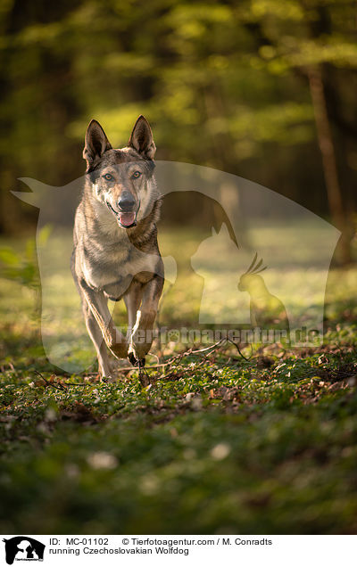rennender Tschechoslowakischer Wolfshund / running Czechoslovakian Wolfdog / MC-01102