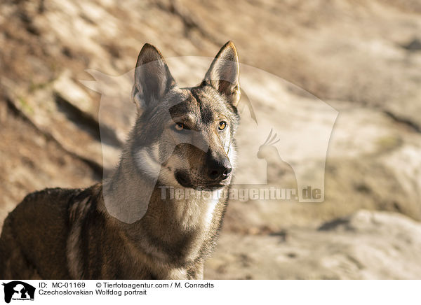 Tschechoslowakischer Wolfshund Portrait / Czechoslovakian Wolfdog portrait / MC-01169