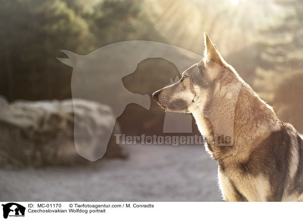 Tschechoslowakischer Wolfshund Portrait / Czechoslovakian Wolfdog portrait / MC-01170