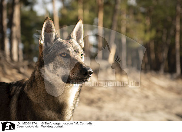 Tschechoslowakischer Wolfshund Portrait / Czechoslovakian Wolfdog portrait / MC-01174