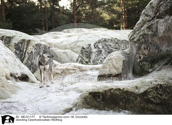 stehender Tschechoslowakischer Wolfshund / standing Czechoslovakian Wolfdog / MC-01177