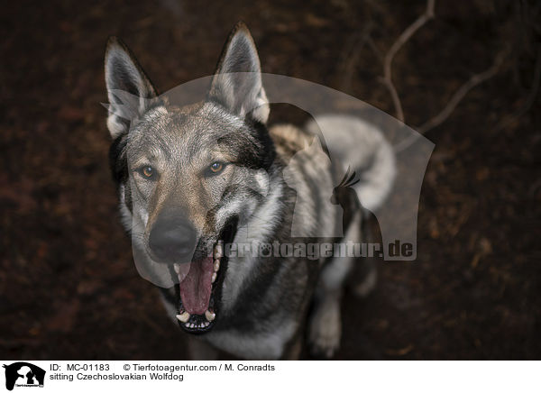 sitzender Tschechoslowakischer Wolfshund / sitting Czechoslovakian Wolfdog / MC-01183
