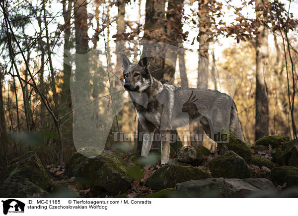 stehender Tschechoslowakischer Wolfshund / standing Czechoslovakian Wolfdog / MC-01185