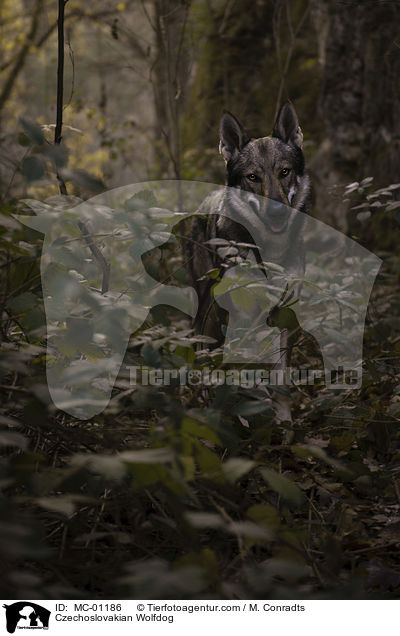 Tschechoslowakischer Wolfshund / Czechoslovakian Wolfdog / MC-01186