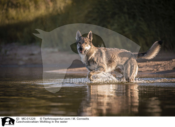Tschechoslowakischer Wolfshund im Wasser / Czechoslovakian Wolfdog in the water / MC-01226