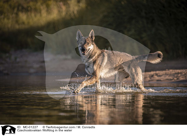 Tschechoslowakischer Wolfshund im Wasser / Czechoslovakian Wolfdog in the water / MC-01227