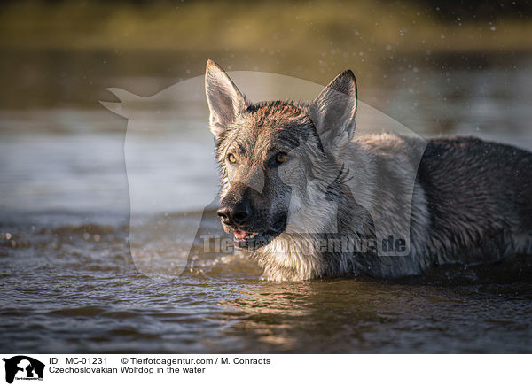 Tschechoslowakischer Wolfshund im Wasser / Czechoslovakian Wolfdog in the water / MC-01231