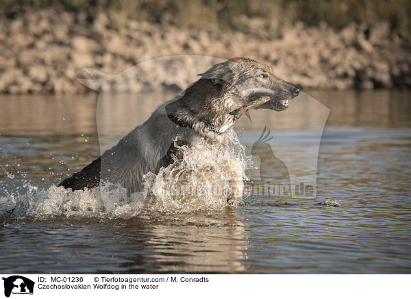 Tschechoslowakischer Wolfshund im Wasser / Czechoslovakian Wolfdog in the water / MC-01236