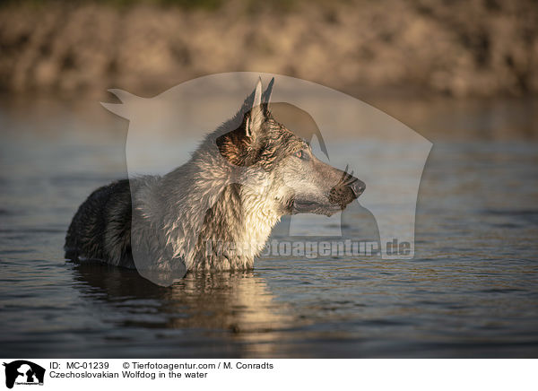 Czechoslovakian Wolfdog in the water / MC-01239