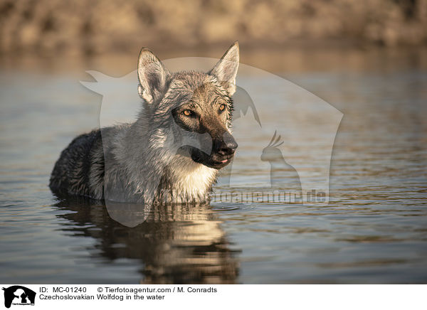 Tschechoslowakischer Wolfshund im Wasser / Czechoslovakian Wolfdog in the water / MC-01240