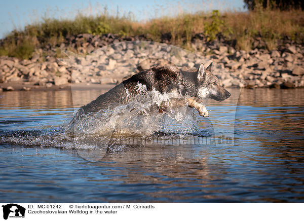 Tschechoslowakischer Wolfshund im Wasser / Czechoslovakian Wolfdog in the water / MC-01242