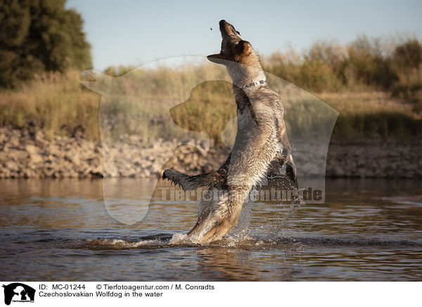 Tschechoslowakischer Wolfshund im Wasser / Czechoslovakian Wolfdog in the water / MC-01244