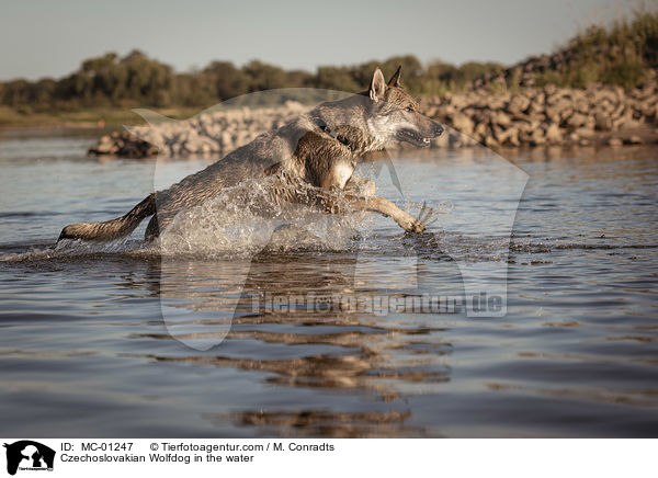 Czechoslovakian Wolfdog in the water / MC-01247
