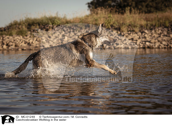 Czechoslovakian Wolfdog in the water / MC-01248