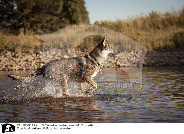 Czechoslovakian Wolfdog in the water / MC-01249