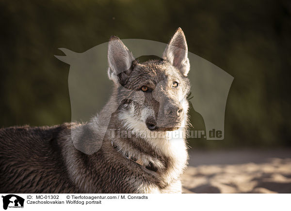 Czechoslovakian Wolfdog portrait / MC-01302