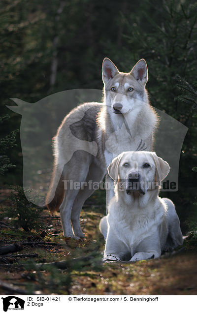 2 Hunde / 2 Dogs / SIB-01421