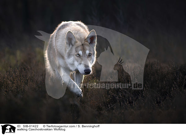 laufender Tschechoslowakischer Wolfshund / walking Czechoslovakian Wolfdog / SIB-01422