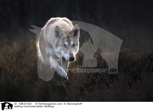 walking Czechoslovakian Wolfdog / SIB-01422