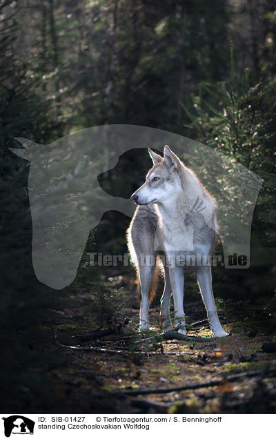 stehender Tschechoslowakischer Wolfshund / standing Czechoslovakian Wolfdog / SIB-01427