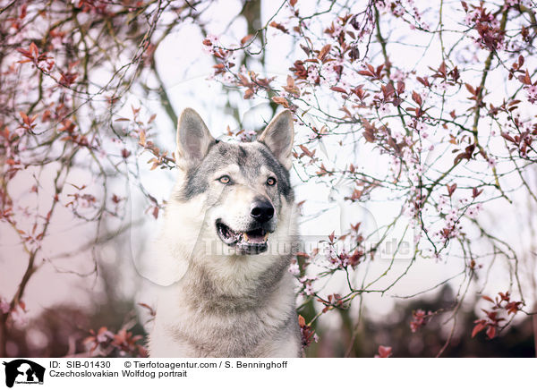 Tschechoslowakischer Wolfshund Portrait / Czechoslovakian Wolfdog portrait / SIB-01430