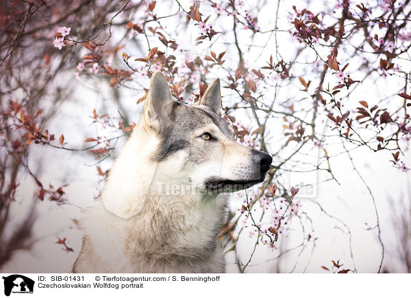 Czechoslovakian Wolfdog portrait / SIB-01431