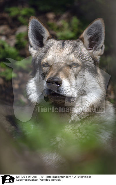 Tschechoslowakischer Wolfshund Portrait / Czechoslovakian Wolfdog portrait / DST-01096