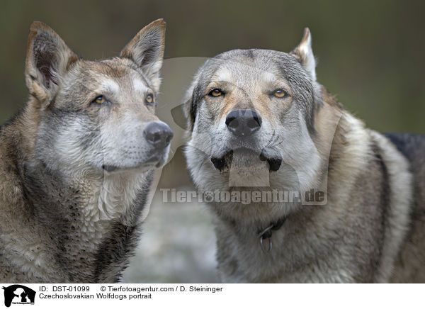 Czechoslovakian Wolfdogs portrait / DST-01099