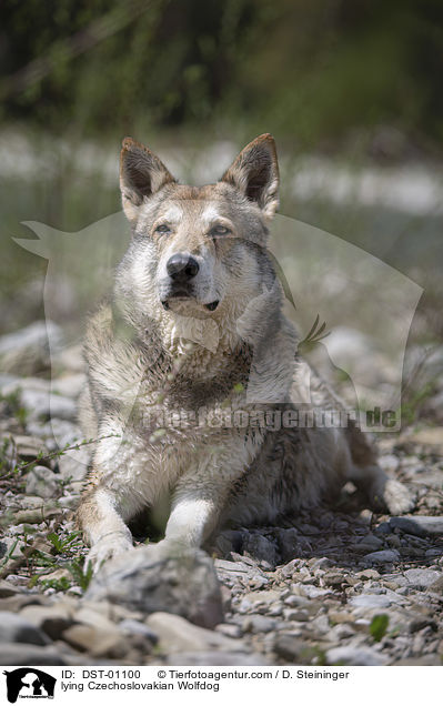 liegender Tschechoslowakischer Wolfshund / lying Czechoslovakian Wolfdog / DST-01100