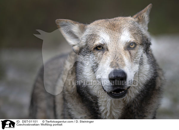 Tschechoslowakischer Wolfshund Portrait / Czechoslovakian Wolfdog portrait / DST-01101