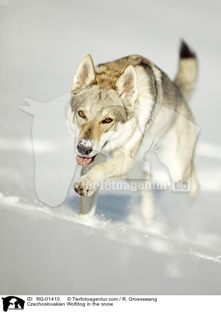 Tschechoslowakischer Wolfshund im Schnee / Czechoslovakian Wolfdog in the snow / RG-01410