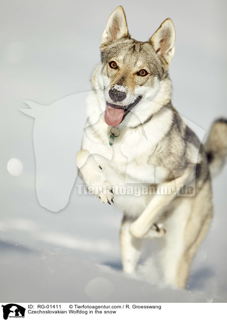 Czechoslovakian Wolfdog in the snow / RG-01411