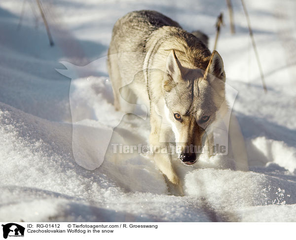 Tschechoslowakischer Wolfshund im Schnee / Czechoslovakian Wolfdog in the snow / RG-01412