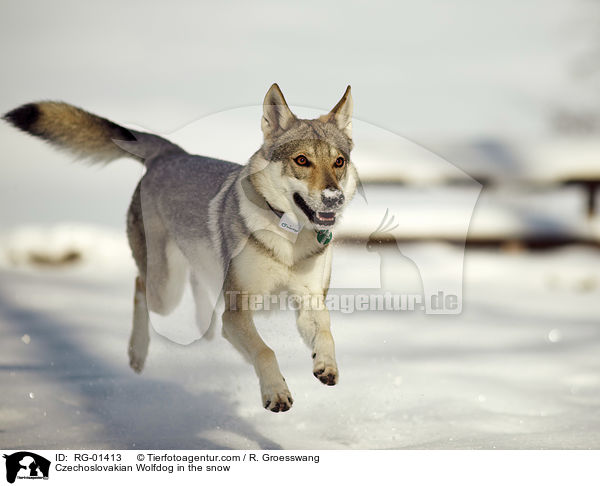 Czechoslovakian Wolfdog in the snow / RG-01413