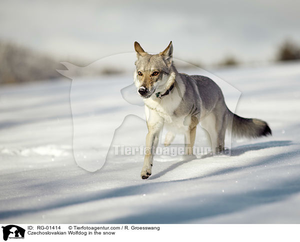 Tschechoslowakischer Wolfshund im Schnee / Czechoslovakian Wolfdog in the snow / RG-01414