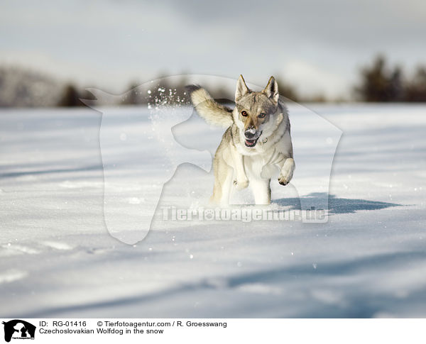 Czechoslovakian Wolfdog in the snow / RG-01416