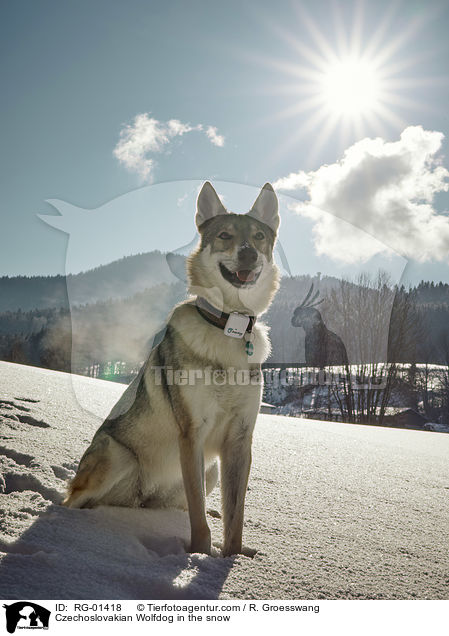 Czechoslovakian Wolfdog in the snow / RG-01418