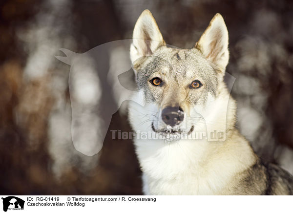 Czechoslovakian Wolfdog / RG-01419